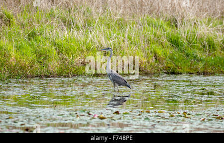 Great Blue Heron stehend, Nordamerika, USA, Florida, Myakka River State Park, Ardea herodias Stockfoto