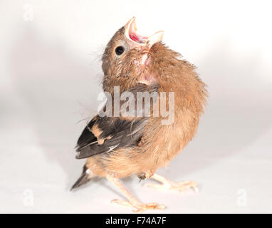 Juvenile gemeinsame Gimpel Stockfoto