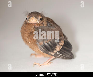 Juvenile gemeinsame Gimpel Stockfoto