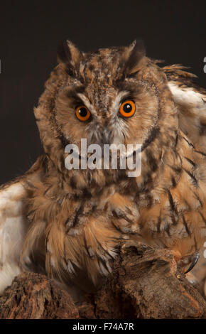 Waldohreule im Studio Stockfoto
