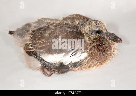 Juvenile Ringeltaube Stockfoto