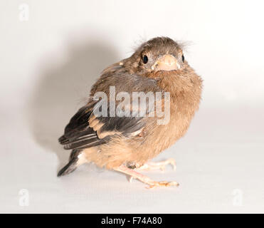 Juvenile gemeinsame Gimpel Stockfoto