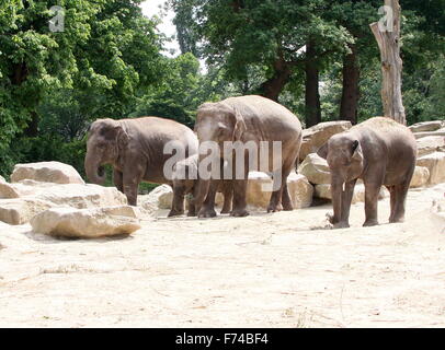 Herde von asiatischen Elefanten (Elephas Maximus Indicus) Stockfoto