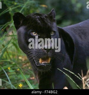 Nahaufnahme des Kopfes eines männlichen südamerikanischen schwarzen Jaguars (Panthera Onca), gerichtete Kamera Stockfoto