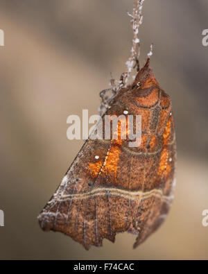 Der Herold (Scoliopteryx Libatrix) Nachtfalter ruhen von Spinne Seidenfaden Stockfoto