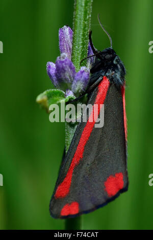 Zinnober Motte (Tyria Jacobaeae) auf Lavendel Stamm Stockfoto