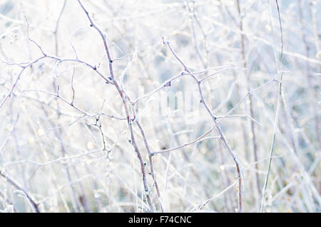 Grass unter Raureif selektiven Fokus Winter Hintergrund Stockfoto