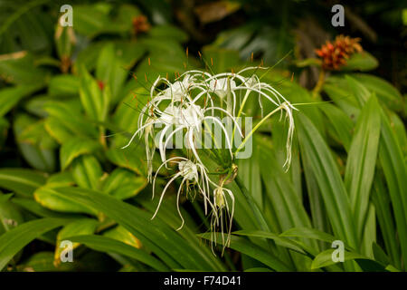 Weiße Blume in Singapur Botanischer Garten Stockfoto