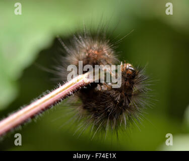 Weiße Hermelin (Spilosoma Lubricipeda) späten Instar Raupe zeigt Detail der Haare und sehr lange, dicke Haare Stockfoto