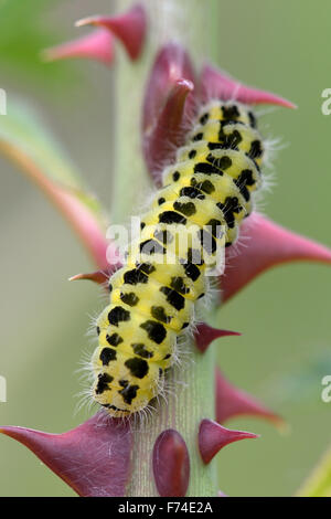 Sechs-Spot Burnet (Zygaena Filipendulae) Raupe auf rose unter Dornen Stockfoto