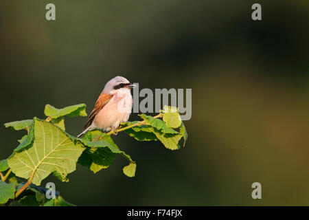 Männlichen Neuntöter / Neuntoeter (Lanius Collurio) hockt auf einer Hecke im wunderbaren späten Abendlicht. Stockfoto