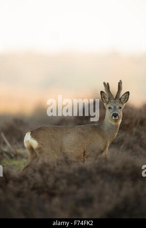 Männliche Rehe / Reh (Capreolus Capreolus) mit nachwachsenden Geweih / samt steht in Dichter Vegetation, Warnung sieht. Stockfoto