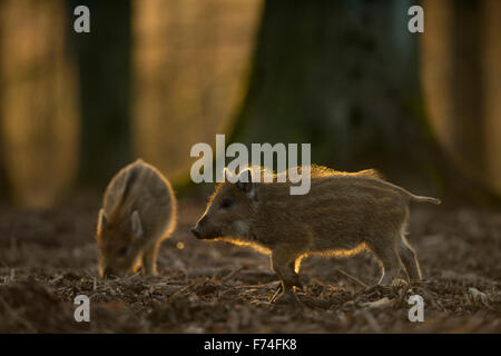 Ferkel des wilden Ebers / wilde Schwein / pig Feral / Wildschwein (Sus Scrofa) auf der Suche nach Nahrung unter Bäumen bei Gegenlicht. Stockfoto