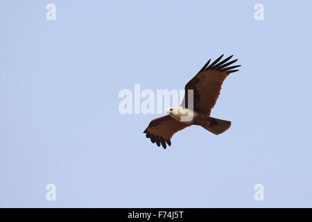 Brahminy Kite (Haliastur Indus) Stockfoto