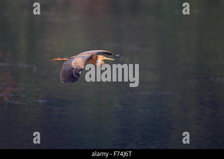 Purpurreiher (Ardea Purpurea) Stockfoto