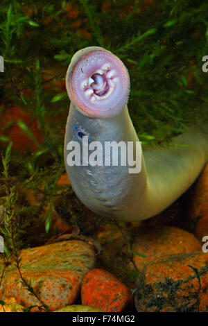 Europäische Flussneunauge, Lampern, Flussneunauge, Fluss-Neunauge, wohl Neunauge, Pricke, Lampetra Fluviatilis Lamproie fluviatile Stockfoto