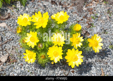 Frühling, Fasan Auge, gelbe Fasan Auge, Frühlings-Adonis, Frühlings-Adonisröschen, Frühlingsadonisröschen, Adonis Vernalis Stockfoto