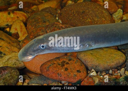 Europäische Flussneunauge, Lampern, Flussneunauge, Fluss-Neunauge, wohl Neunauge, Pricke, Lampetra Fluviatilis Lamproie fluviatile Stockfoto