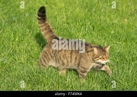 Schottische Wildkatze Felis Silvestris Stockfoto