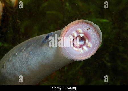 Europäische Flussneunauge, Lampern, Flussneunauge, Fluss-Neunauge, wohl Neunauge, Pricke, Lampetra Fluviatilis Lamproie fluviatile Stockfoto