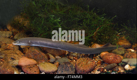 Europäische Flussneunauge, Lampern, Flussneunauge, Fluss-Neunauge, wohl Neunauge, Pricke, Lampetra Fluviatilis Lamproie fluviatile Stockfoto