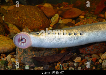 Europäische Flussneunauge, Lampern, Flussneunauge, Fluss-Neunauge, wohl Neunauge, Pricke, Lampetra Fluviatilis Lamproie fluviatile Stockfoto