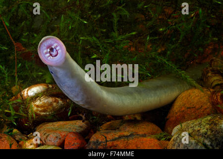 Europäische Flussneunauge, Lampern, Flussneunauge, Fluss-Neunauge, wohl Neunauge, Pricke, Lampetra Fluviatilis Lamproie fluviatile Stockfoto