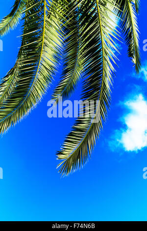 Palmblätter am blauen Himmel Stockfoto
