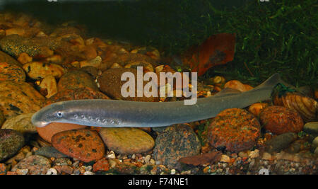 Europäische Flussneunauge, Lampern, Flussneunauge, Fluss-Neunauge, wohl Neunauge, Pricke, Lampetra Fluviatilis Lamproie fluviatile Stockfoto