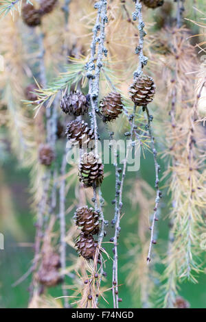 Larix Kaempferi Pendel Kegel. Japanische Lärche. Stockfoto