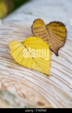 Betula Ermanii verlässt platziert auf einem Ast. Stockfoto