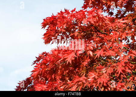 Rot Acer Blätter im Herbst vor einem blauen Himmel. Stockfoto