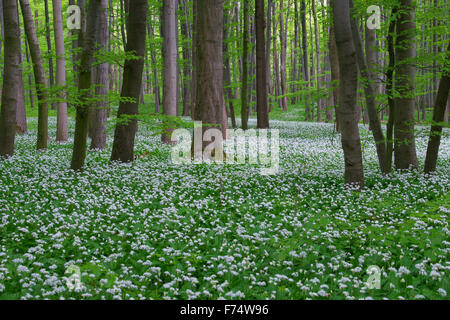 Holz-Knoblauch / Bärlauch / Bärlauch (Allium Ursinum) blühen im Frühjahr in Buchenwald Stockfoto