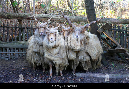 Gruppe der authentischen ungarischen Schafe Rasse Name ist racka Stockfoto