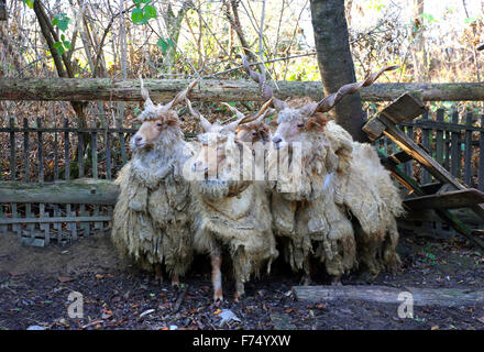 Gruppe der authentischen ungarischen Schafe Rasse Name ist racka Stockfoto