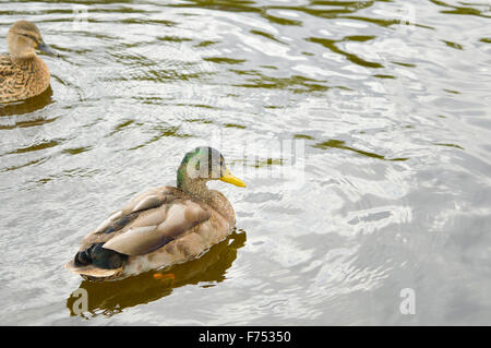 Baden im See mit einem Freund Ente Ente Stockfoto