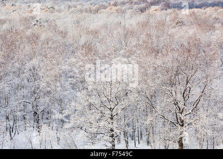 Eichen im gefrorenen Wald im Winter Schnee Stockfoto