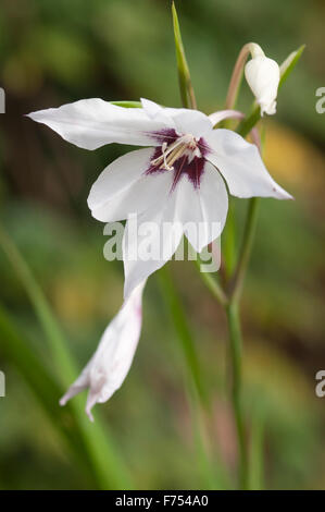 GLADIOLUS CALLIANTHUS ACIDANTHERA MURIELAE Stockfoto