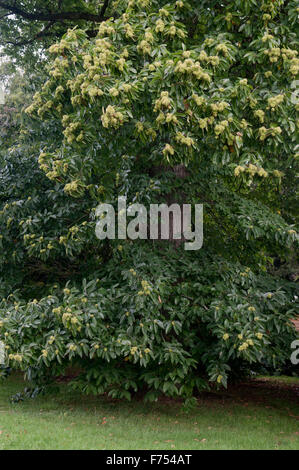 CASTANEA SATIVA Stockfoto