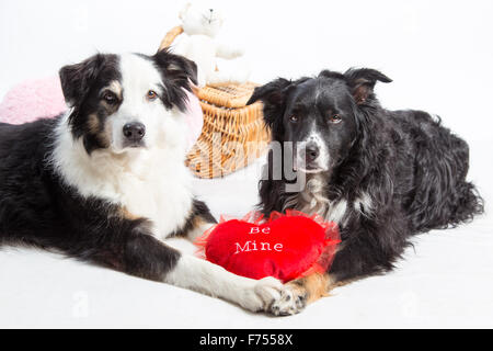 Zwei Hunde, die Hand in Hand mit Herz Valentinstag Stockfoto