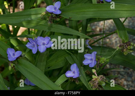 Glatte Dreimasterblume oder Bluejacket, Östliches Nordamerika Stockfoto