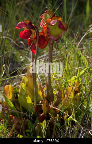 Lila Kannenpflanze, nördlichen Kannenpflanze oder Damensattel Blume - eine insektenfressende Pflanze der Sümpfe Stockfoto