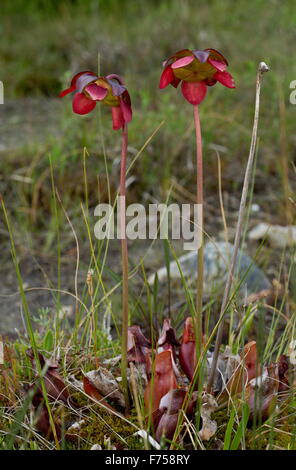 Lila Kannenpflanze, nördlichen Kannenpflanze oder Damensattel Blume - eine insektenfressende Pflanze der Sümpfe Stockfoto