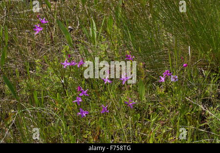 Tuberöse Rasen-rosa Orchidee, oder Rasen-rosa, in Blüte, in feuchten Wiesen, Ontario. Stockfoto