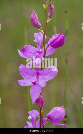 Tuberöse Rasen-rosa Orchidee, oder Rasen-rosa, in Blüte, in feuchten Wiesen, Ontario. Stockfoto