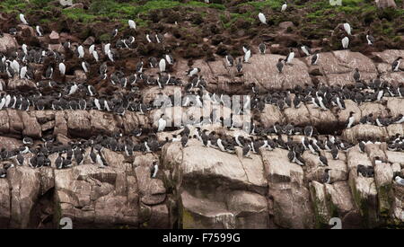 gemeinsamen wärmeren oder gemeinsame Trottellummen auf Zucht Vorsprünge am Witless Bay Ecological Reserve, Avalon Halbinsel, Neufundland Stockfoto