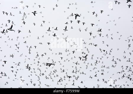 Gemeinsamen wärmeren oder gemeinsame Trottellummen im Flug bei Witless Bay Ecological Reserve, Avalon Halbinsel, Neufundland Stockfoto