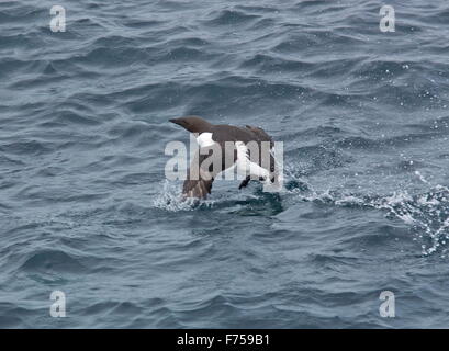 Gemeinsamen Guillemottaking aus aus dem Meer bei Witless Bay Ecological Reserve, Avalon Halbinsel, Neufundland, Stockfoto