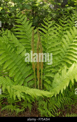 Zimt-Farn, Osmundastrum Cinnamomeum, mit separaten fruchtbaren Wedel. Neufundland. Stockfoto