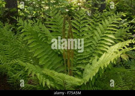 Zimt-Farn, Osmundastrum Cinnamomeum, mit separaten fruchtbaren Wedel. Neufundland. Stockfoto